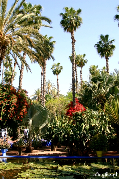 majorelle